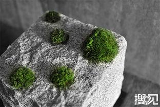 苔藓在线观看,探索自然之美