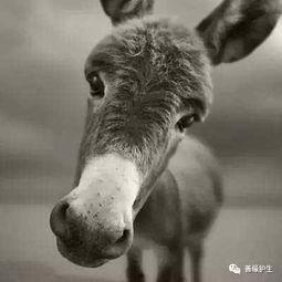 太子爷爆料二驴视频