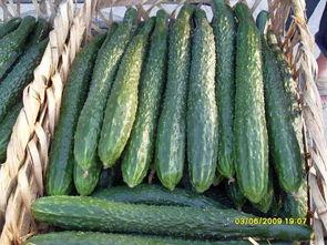 山东黄瓜爆料视频,揭秘田间地头的新鲜秘密