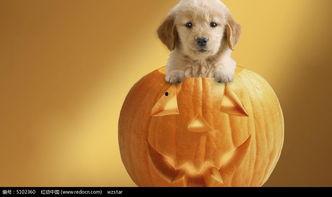 南瓜救狗爆料视频